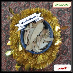 اکالیپتوس