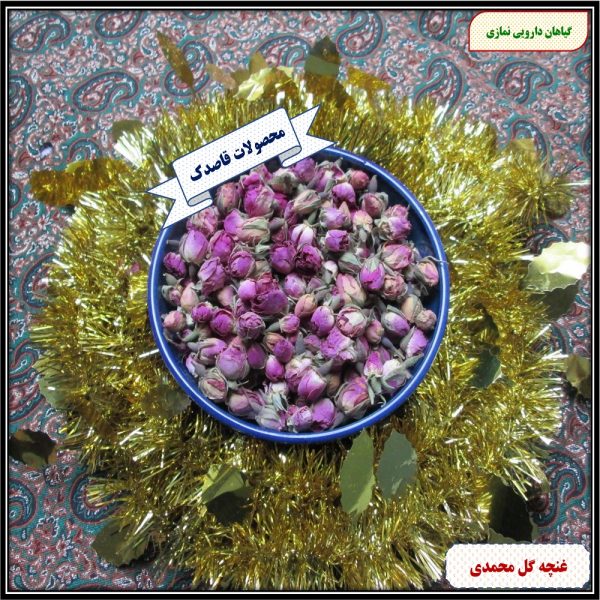 غنچه گل محمدی