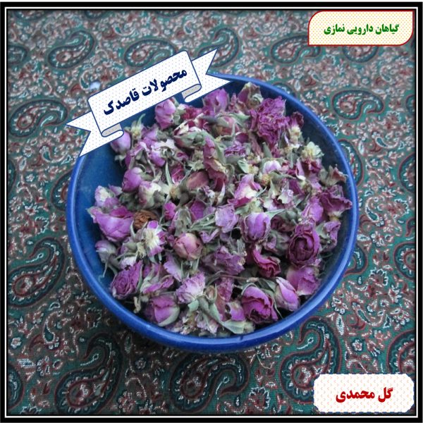 غنچه گل محمدی باز شده