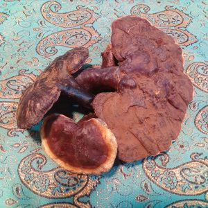 گانودرما جنگلی قرمز