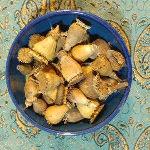 غوزه شقایق